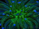WYSIWYG- Heliofungia actiniformis Puntas Tóxicas Verdes/Azules 7 (5 cm)