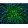 WYSIWYG- Heliofungia actiniformis Toxic Green/Blue Tips 7 (5 cm)