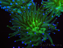 WYSIWYG- Heliofungia actiniformis Lila 1 (Skelett 8,5 cm)