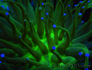 WYSIWYG- Heliofungia actiniformis Lila 1 (Skelett 8,5 cm)