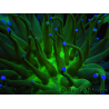 WYSIWYG- Heliofungia actiniformis Purple 1 (Scheletro 8,5 cm)