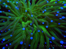 WYSIWYG- Heliofungia actiniformis Purple 2 (Skeleton 6 cm)