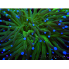 WYSIWYG- Heliofungia actiniformis Lila 2 (Skelett 6 cm)