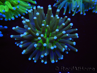 WYSIWYG- Heliofungia actiniformis Toxic Green/Blue Tips 8 (Skeleton 5 cm/Open 10 cm)