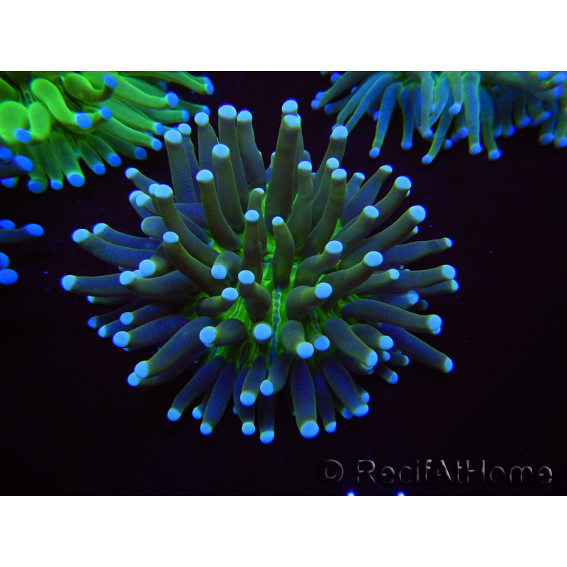 WYSIWYG- Heliofungia actiniformis Toxic Green/Blue Tips 8 (Skeleton 5 cm/Open 10 cm)