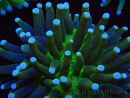 WYSIWYG- Heliofungia actiniformis Puntas Tóxicas Verdes/Azules 6 (4.5 cm)