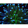 WYSIWYG- Heliofungia actiniformis Toxic Green/Blue Tips 8 (Skeleton 5 cm/Open 10 cm)