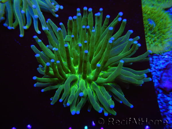 WYSIWYG- Heliofungia actiniformis Puntas Tóxicas Verdes/Azules 7 (5 cm)