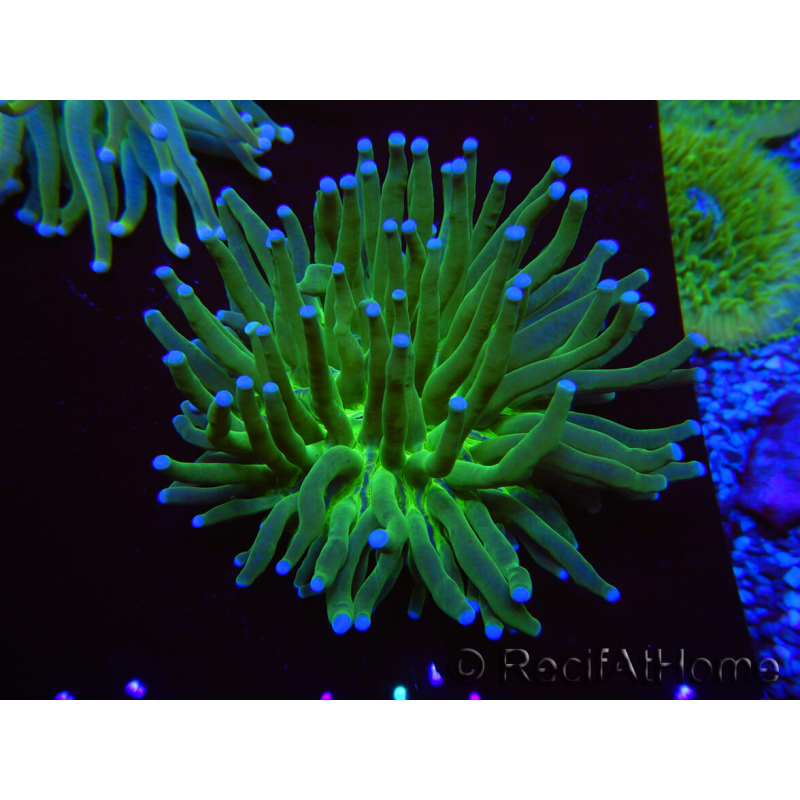 WYSIWYG- Heliofungia actiniformis Toxisch Grün/Blaue Spitzen 7 (5 cm)