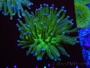 WYSIWYG- Heliofungia actiniformis Toxisch Grün/Blaue Spitzen 7 (5 cm)