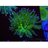 WYSIWYG- Heliofungia actiniformis Puntas Tóxicas Verdes/Azules 7 (5 cm)