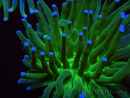 WYSIWYG- Heliofungia actiniformis Toxic Green/Blue Tips 9 (Skeleton 5 cm/Open 10 cm)