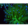 WYSIWYG- Heliofungia actiniformis Toxic Green/Blue Tips 9 (Skeleton 5 cm/Open 10 cm)