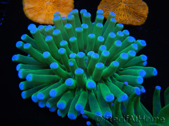 WYSIWYG- Heliofungia actiniformis 2 (Skeleton 5 cm/Open 10 cm)