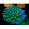 WYSIWYG- Heliofungia actiniformis Púrpura 2 (Esqueleto 6 cm)