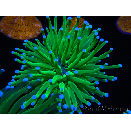 WYSIWYG- Heliofungia actiniformis Toxic Green/Blue Tips 4 (Skeleton 5 cm/Open 10 cm)