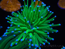 WYSIWYG - Heliofungia actiniformis Punta Verde/ Blu Tossica 6 (4,5 cm)