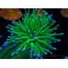 WYSIWYG- Heliofungia actiniformis Toxic Green/Blue Tips 6 (4.5 cm)