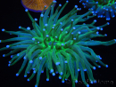 WYSIWYG- Heliofungia actiniformis Toxic Green/Blue Tips 7 (5 cm)
