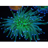 WYSIWYG- Heliofungia actiniformis Toxisch Grün/Blaue Spitzen 7 (5 cm)