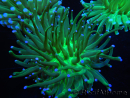 WYSIWYG- Heliofungia actiniformis Lila 1 (Skelett 8,5 cm)