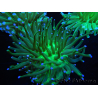 WYSIWYG- Heliofungia actiniformis Lila 1 (Skelett 8,5 cm)