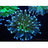WYSIWYG- Heliofungia actiniformis Giftgrün/Blaue Spitzen 6 (4,5 cm)