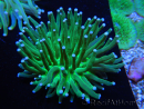WYSIWYG- Heliofungia actiniformis Toxisch Grün/Blaue Spitzen 7 (5 cm)