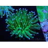 WYSIWYG - Heliofungia actiniformis Punte Verdi/Blue Tossiche 7 (5 cm)