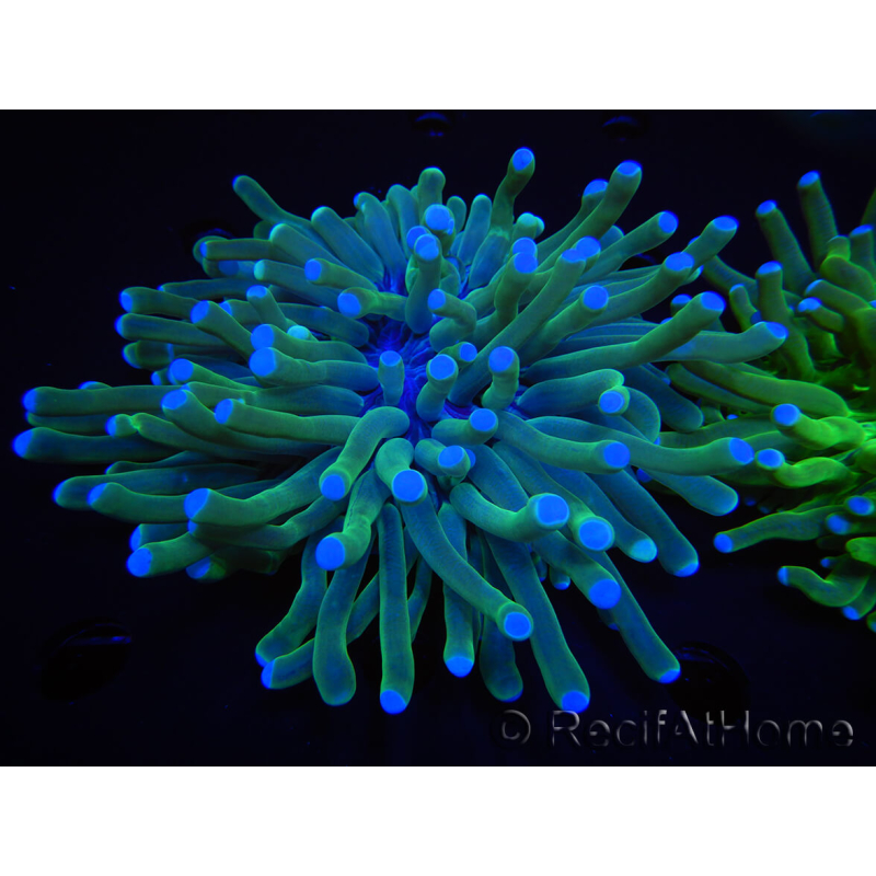 WYSIWYG- Heliofungia actiniformis 10 (Skeleton 5 cm/Open 10 cm)
