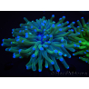 WYSIWYG- Heliofungia actiniformis Púrpura 3 (8 cm)