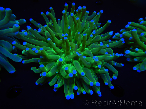 WYSIWYG- Heliofungia actiniformis Purple 1 (Scheletro 8,5 cm)