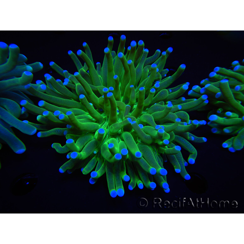 WYSIWYG - Heliofungia actiniformis Purple 1 (Skeleton 8.5 cm)