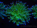 WYSIWYG- Heliofungia actiniformis Púrpura 1 (Esqueleto 8.5 cm)
