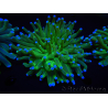 WYSIWYG- Heliofungia actiniformis 11 (Skeleton 5 cm/Open 10 cm)
