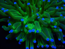 WYSIWYG- Heliofungia actiniformis Purple 1 (Scheletro 8,5 cm)