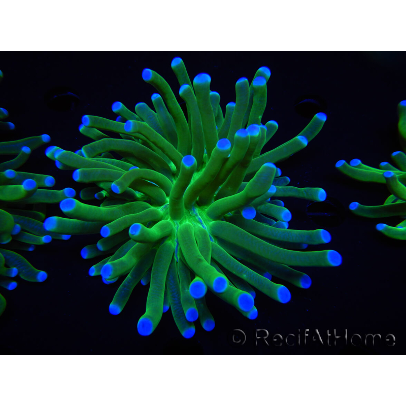 WYSIWYG- Heliofungia actiniformis 12 (Skeleton 5 cm/Open 10 cm)