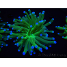 WYSIWYG- Heliofungia actiniformis Lila 2 (Skelett 6 cm)