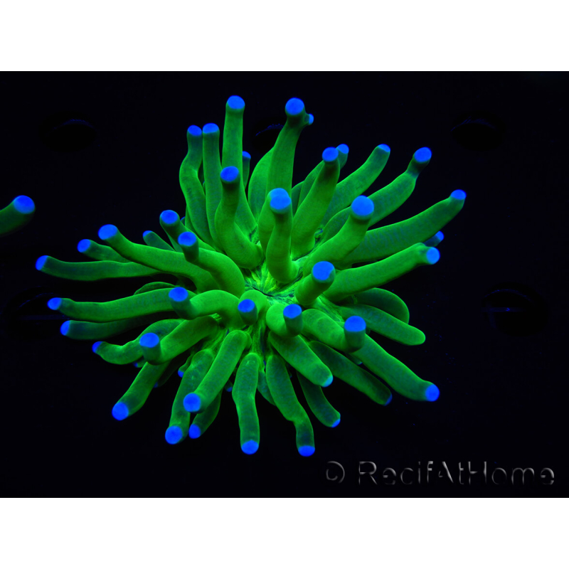 WYSIWYG- Heliofungia actiniformis Purple 3 (8 cm)