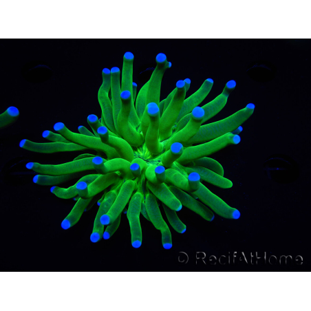 WYSIWYG- Heliofungia actiniformis Purple 3 (8 cm)