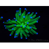 WYSIWYG- Heliofungia actiniformis Púrpura 3 (8 cm)