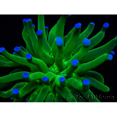 WYSIWYG- Heliofungia actiniformis Púrpura 3 (8 cm)
