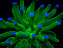 WYSIWYG- Heliofungia actiniformis Purple 3 (8 cm)