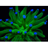 WYSIWYG- Heliofungia actiniformis Púrpura 3 (8 cm)