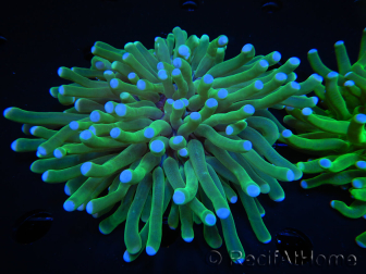 WYSIWYG- Heliofungia actiniformis 10 (Skeleton 5 cm/Open 10 cm)