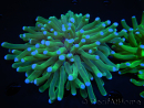 WYSIWYG- Heliofungia actiniformis Lila 3 (8 cm)