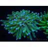 WYSIWYG- Heliofungia actiniformis Lila 3 (8 cm)