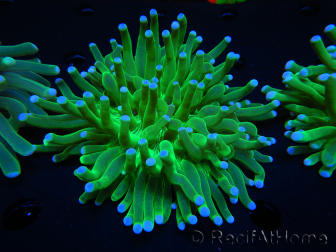 WYSIWYG- Heliofungia actiniformis Lila 1 (Skelett 8,5 cm)