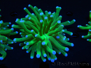 WYSIWYG- Heliofungia actiniformis Purple 2 (Skeleton 6 cm)
