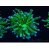 WYSIWYG- Heliofungia actiniformis Purple 2 (Skeleton 6 cm)